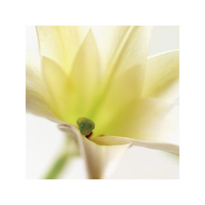 NY730 - White Lily, 16 x 16