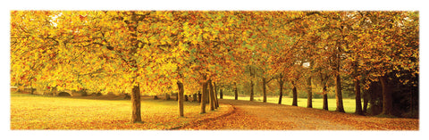 NY660 - Autumn Leaves, 12 x 36