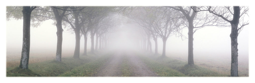 NY662 - In The Mist, 12 x 36