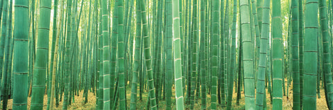 NY676 - Bamboo Forest, 12 x 36