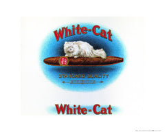 NY305 - White Cat, 16 x 20